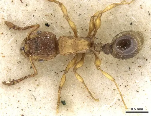 Tetramorium longoi specimen CASENT0280865 image casent0280865_1