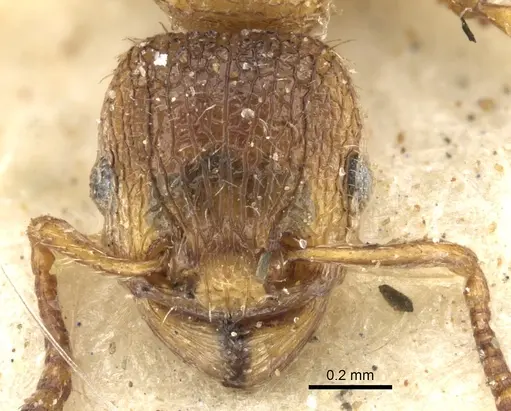 Tetramorium longoi specimen CASENT0280865 image casent0280865_2