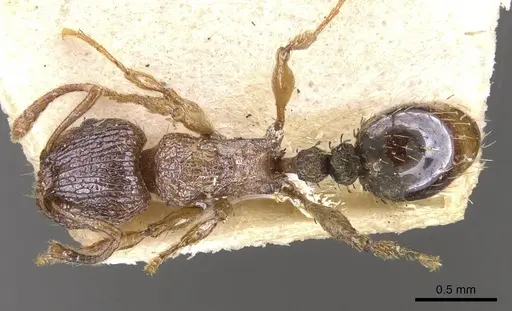 Tetramorium longoi specimen CASENT0909139 image casent0909139_1