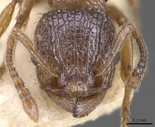 Tetramorium longoi specimen CASENT0909139 image casent0909139_2