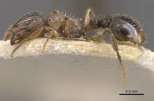 Tetramorium longoi specimen CASENT0909139 image casent0909139_3