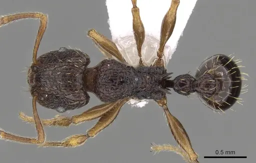 Tetramorium lucayanum specimen CASENT0217212 image casent0217212_1