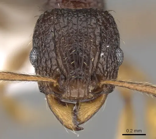 Tetramorium lucayanum specimen CASENT0217212 image casent0217212_2