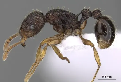 Tetramorium lucayanum specimen CASENT0217212 image casent0217212_3