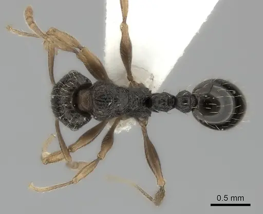 Tetramorium lucayanum specimen CASENT0217971 image casent0217971_1