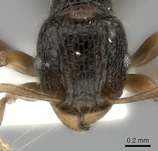 Tetramorium lucayanum specimen CASENT0217971 image casent0217971_2