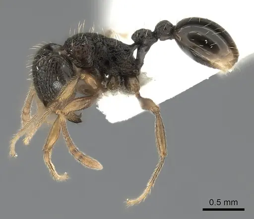 Tetramorium lucayanum specimen CASENT0217971 image casent0217971_3