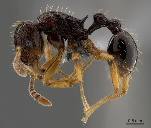Tetramorium lucayanum specimen CASENT0371454 image casent0371454_1