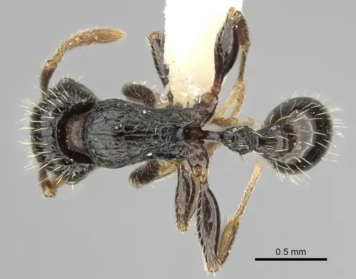 Tetramorium lucayanum specimen CASENT0625424 image casent0625424_1