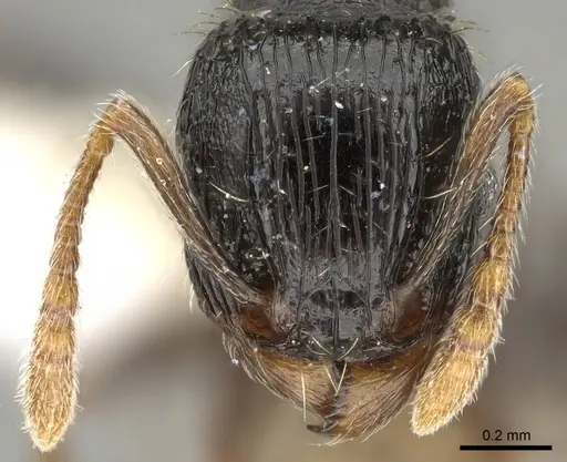 Tetramorium lucayanum specimen CASENT0625424 image casent0625424_2