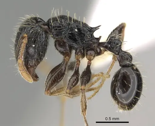 Tetramorium lucayanum specimen CASENT0625424 image casent0625424_3