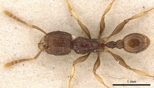 Tetramorium lucayanum specimen CASENT0901206 image casent0901206_1