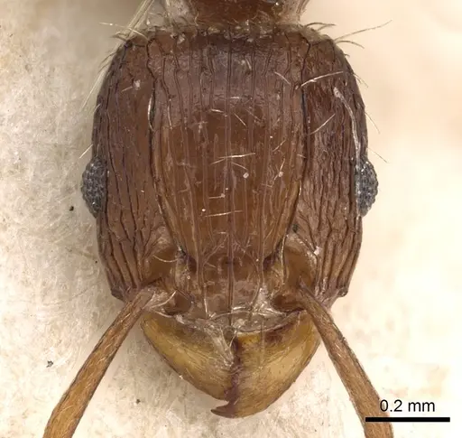 Tetramorium lucayanum specimen CASENT0901206 image casent0901206_2