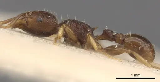 Tetramorium lucayanum specimen CASENT0901206 image casent0901206_3