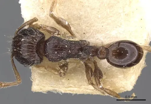 Tetramorium lucayanum specimen CASENT0909174 image casent0909174_1