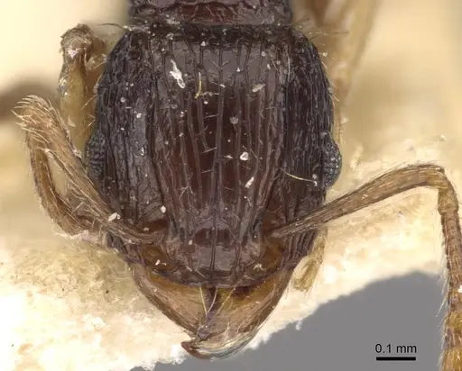 Tetramorium lucayanum specimen CASENT0909174 image casent0909174_2