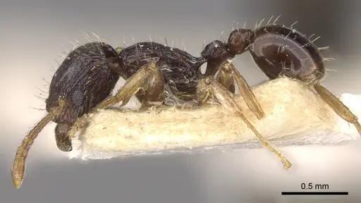 Tetramorium lucayanum specimen CASENT0909174 image casent0909174_3