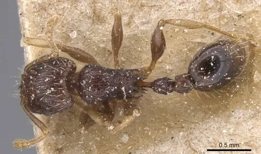 Tetramorium lucayanum specimen CASENT0915025 image casent0915025_1