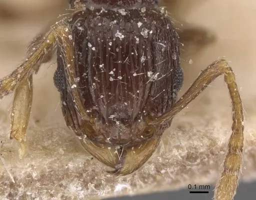 Tetramorium lucayanum specimen CASENT0915025 image casent0915025_2