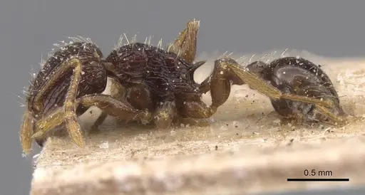 Tetramorium lucayanum specimen CASENT0915025 image casent0915025_3