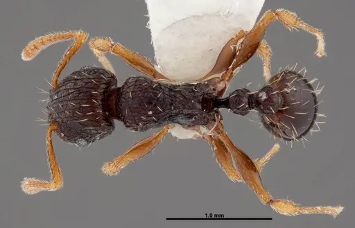 Tetramorium lucayanum specimen FMNHINS0000047312 image fmnhins0000047312_1
