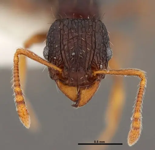 Tetramorium lucayanum specimen FMNHINS0000047312 image fmnhins0000047312_2