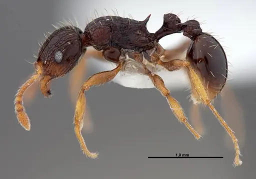 Tetramorium lucayanum specimen FMNHINS0000047312 image fmnhins0000047312_3