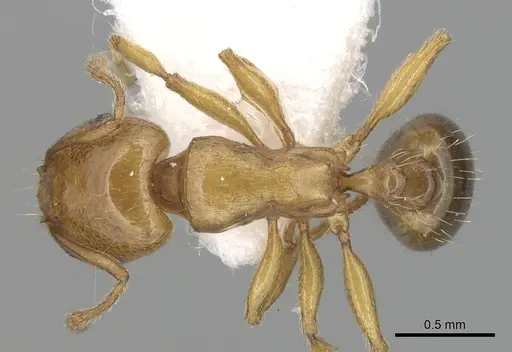 Tetramorium lucidulum specimen CASENT0249424 image casent0249424_1