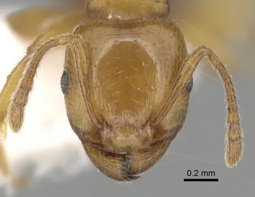 Tetramorium lucidulum specimen CASENT0249424 image casent0249424_2