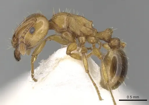 Tetramorium lucidulum specimen CASENT0249424 image casent0249424_3