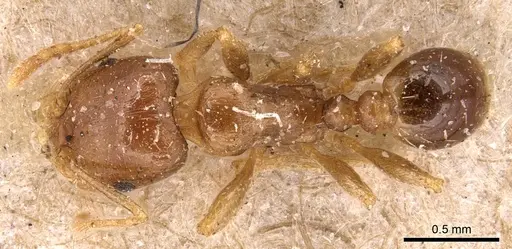 Tetramorium lucidulum specimen CASENT0904824 image casent0904824_1