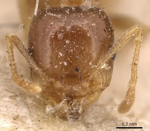 Tetramorium lucidulum specimen CASENT0904824 image casent0904824_2
