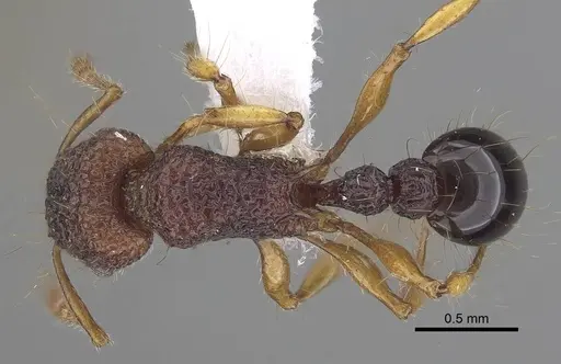 Tetramorium lucyae specimen CASENT0919652 image casent0919652_1