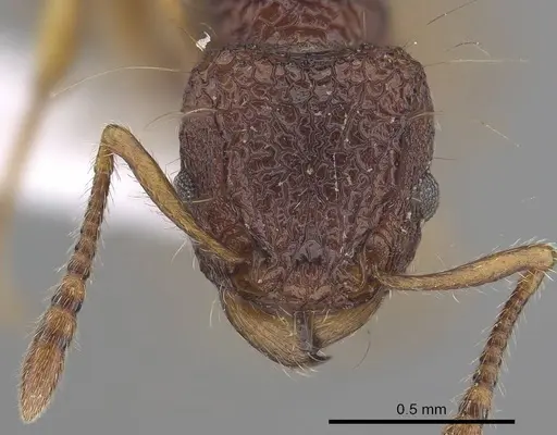 Tetramorium lucyae specimen CASENT0919652 image casent0919652_2