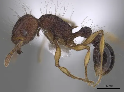 Tetramorium lucyae specimen CASENT0919652 image casent0919652_3