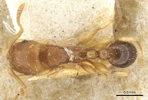 Tetramorium luteipes specimen CASENT0903656 image casent0903656_1