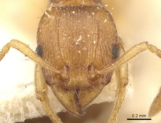Tetramorium luteipes specimen CASENT0903656 image casent0903656_2