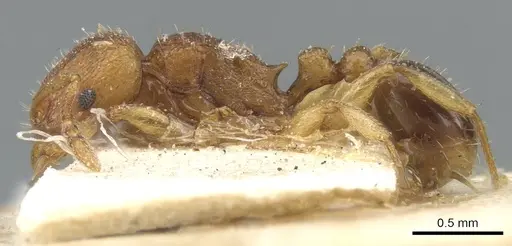 Tetramorium luteipes specimen CASENT0903656 image casent0903656_3