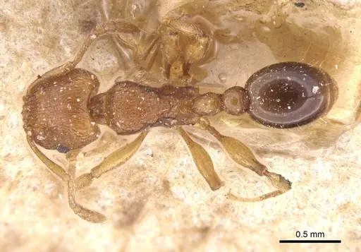 Tetramorium luteipes specimen CASENT0915026 image casent0915026_1