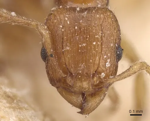 Tetramorium luteipes specimen CASENT0915026 image casent0915026_2