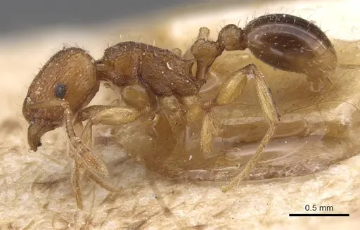 Tetramorium luteipes specimen CASENT0915026 image casent0915026_3