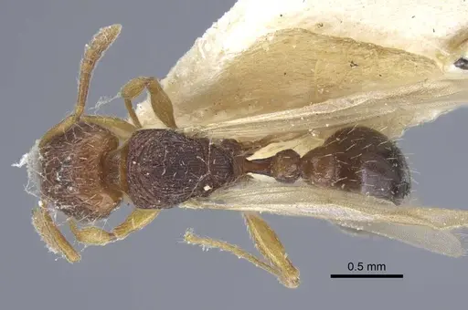 Tetramorium luteipes specimen CASENT0917053 image casent0917053_1
