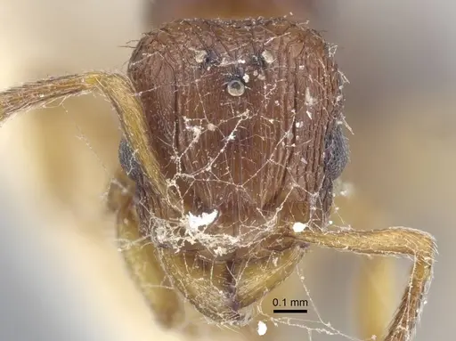 Tetramorium luteipes specimen CASENT0917053 image casent0917053_2