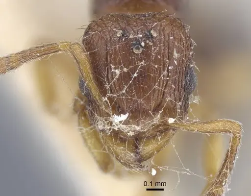 Tetramorium luteipes specimen CASENT0917053 image casent0917053_3