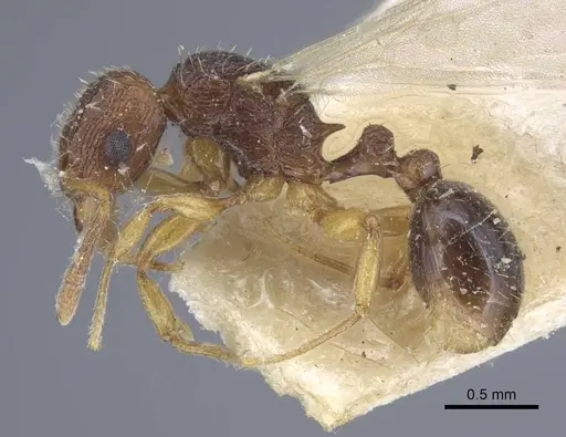 Tetramorium luteipes specimen CASENT0917053 image casent0917053_4