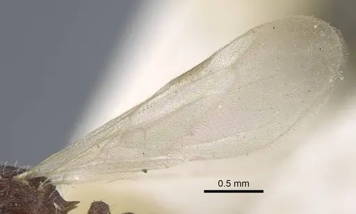 Tetramorium luteipes specimen CASENT0917053 image casent0917053_5