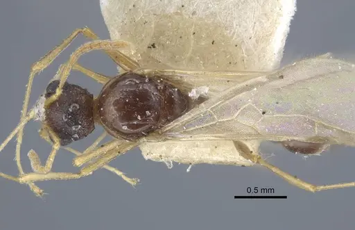 Tetramorium luteipes specimen CASENT0917054 image casent0917054_1