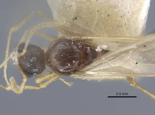 Tetramorium luteipes specimen CASENT0917054 image casent0917054_2