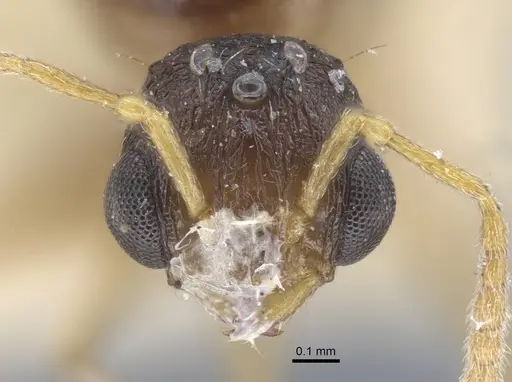 Tetramorium luteipes specimen CASENT0917054 image casent0917054_3