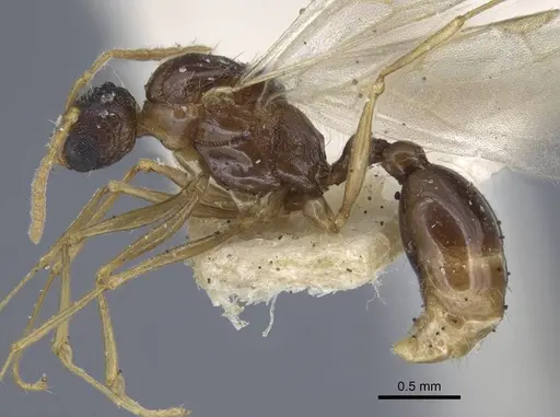 Tetramorium luteipes specimen CASENT0917054 image casent0917054_4